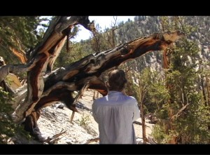 The filmmaker photographs a Bristlecone Pine tree.