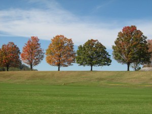 Trees at Sweet Briar College
