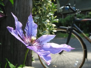 The Venusti clematis, my bike in the background.